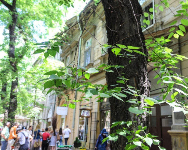 Суботичане осим короне плаши и сурлаш: Бубе налик на крпеље падају на људе